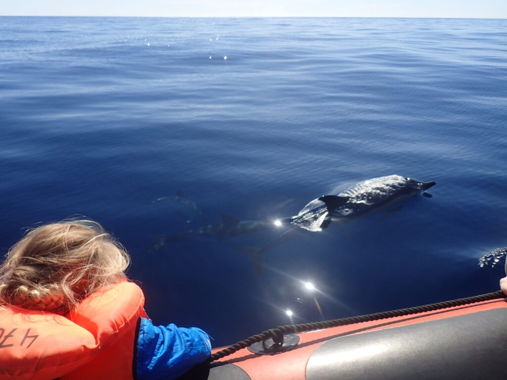 dolphins algarve