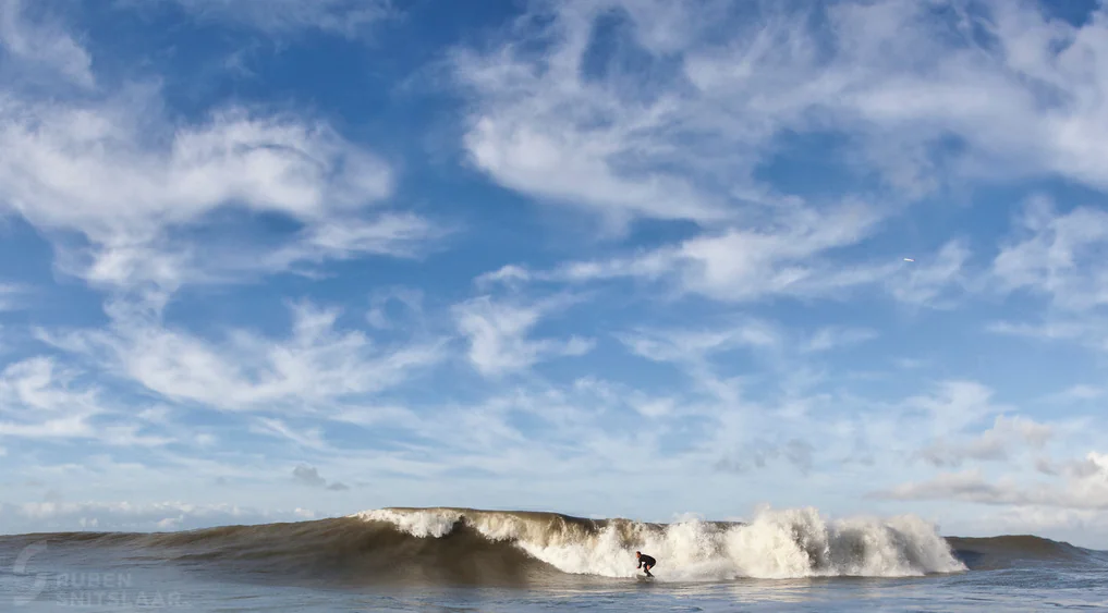 Parnassia surf