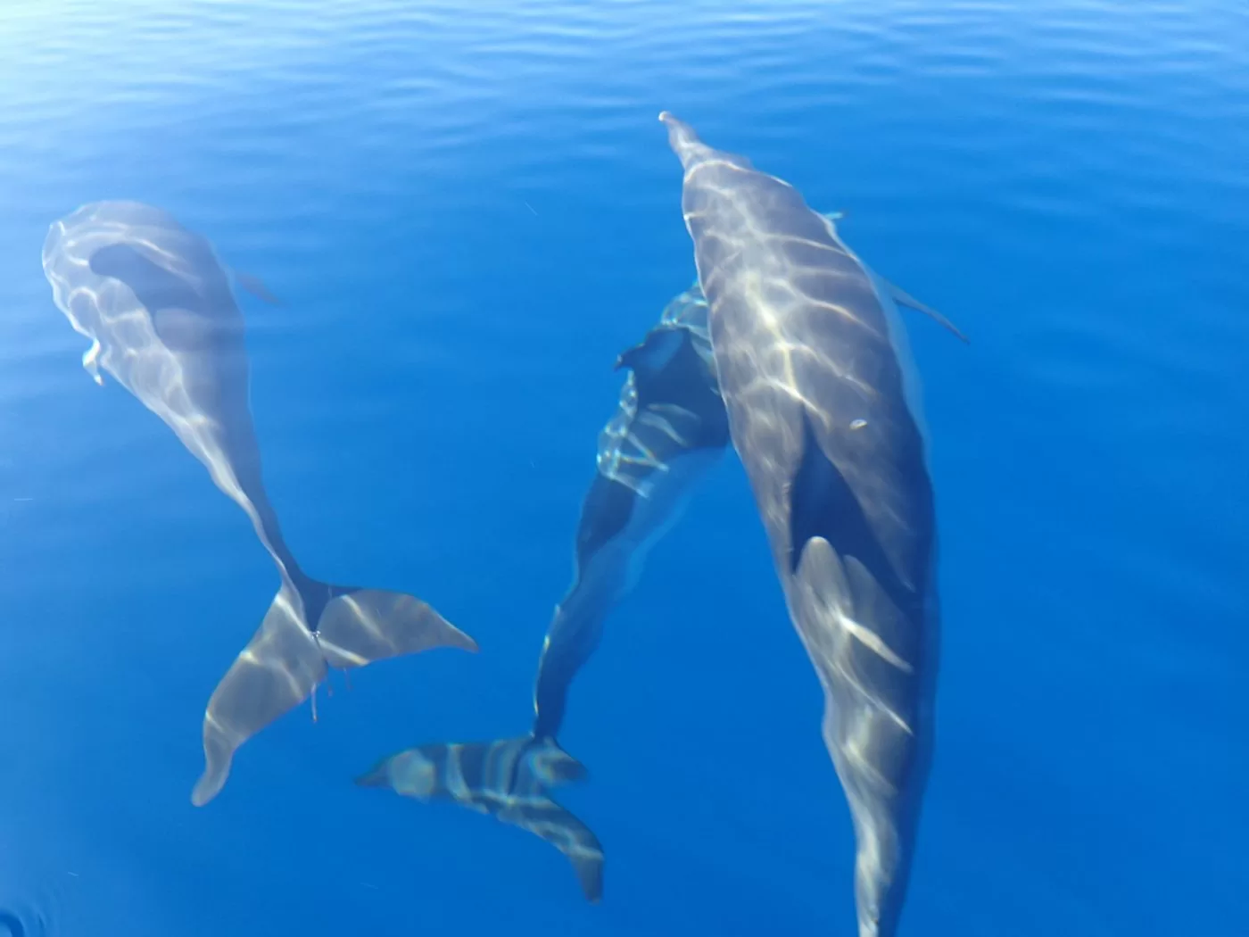 Dolfijnen In de Algarve