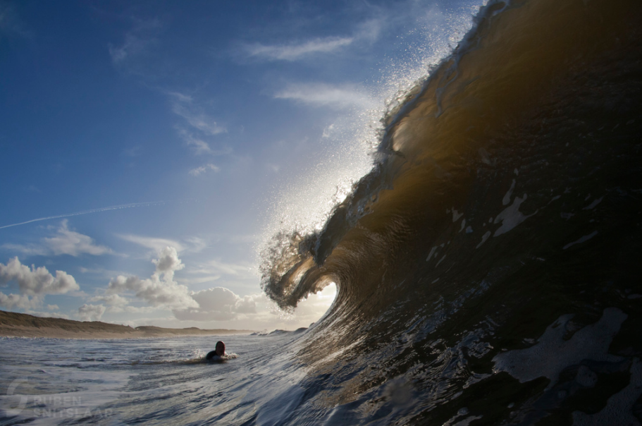 Parnassia surf