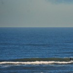 Parnassia surf 15