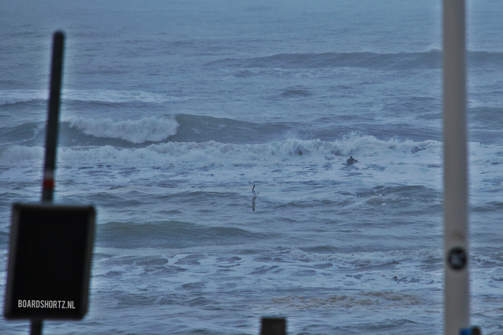 surf 1 februari 2015 parnassia
