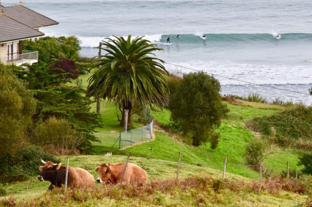 surfen oyambre