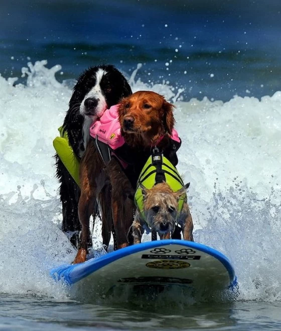 honden surfen