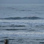 surf 1 februari 2015 parnassia