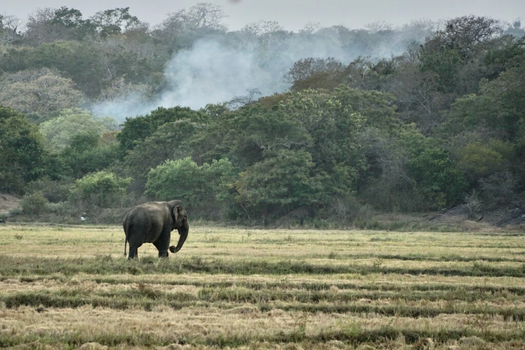 olifant bij arugam bay